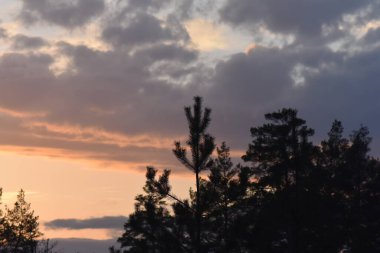Bulutlu gökyüzüne karşı Akşamları tepedeki ağaç