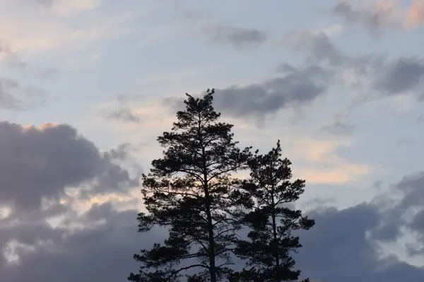 Tannenbaum Abend Gegen Bewölkten Himmel — Stockfoto