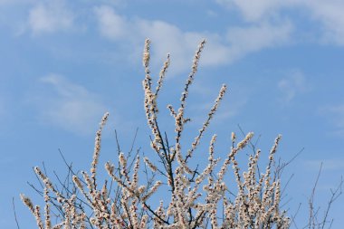 Mavi arka planda kiraz ağacı çiçek açar
