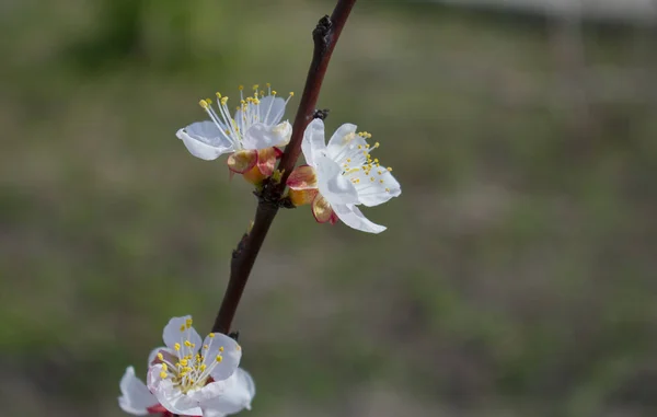 Ciliegio Fioritura Sfondo Blu — Foto Stock