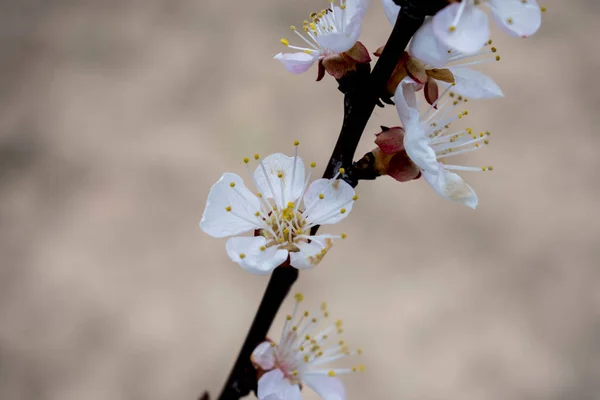 Cseresznyefa Virágzik Kék Háttér — Stock Fotó