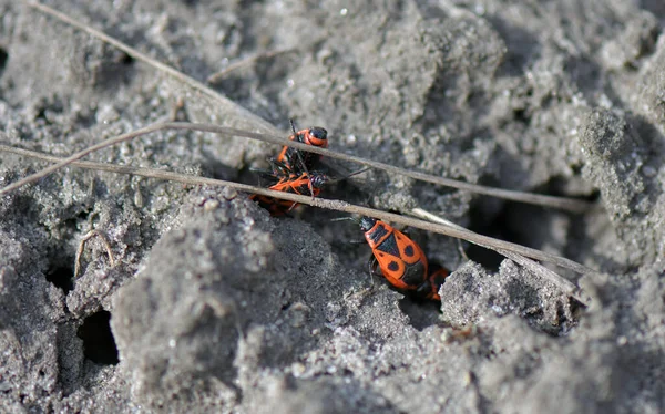 Kumda Kırmızı Böcekler — Stok fotoğraf