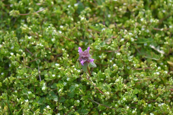 Małe Fioletowe Kwiaty Ogrodzie Blisko — Zdjęcie stockowe