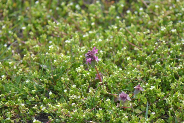 Pequeñas Flores Moradas Jardín Cerca — Foto de Stock