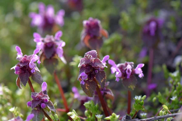 Little Purple Flowers Garden Close — Stock Photo, Image