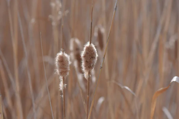 Reed Seco Vara Perto — Fotografia de Stock