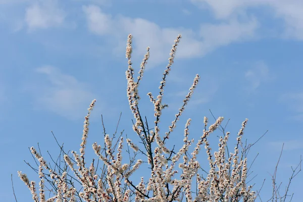 Kirschbaumblüte Auf Blauem Hintergrund — Stockfoto