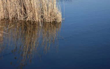 Nehirde süzülen gül yaprakları