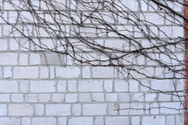 Wand Aus Rotem Und Weißem Ziegelstein — Stockfoto
