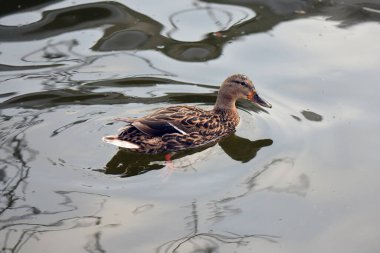 Sarı gagalı erkek yaban ördeği