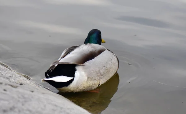 Canard Colvert Mâle Avec Bec Jaune — Photo