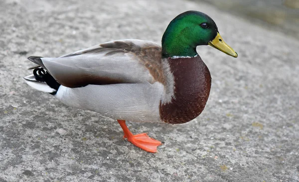 Pato Reais Macho Com Bico Amarelo — Fotografia de Stock