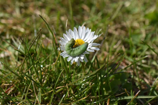 花に緑の冬虫夏草 — ストック写真