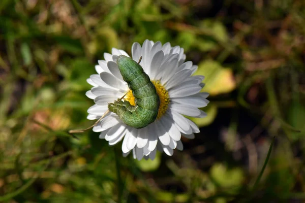 Grüne Raupe Auf Einer Blume — Stockfoto