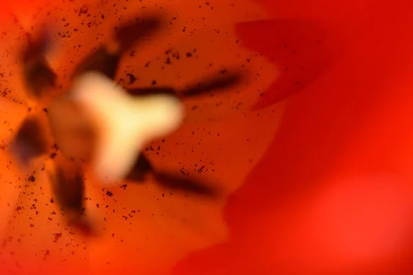 Petali Tulipano Rosso Vicino — Foto Stock