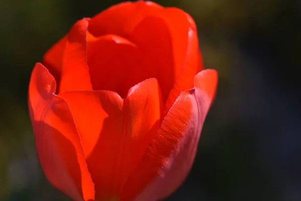 Pétalos Tulipán Rojo Cerca —  Fotos de Stock