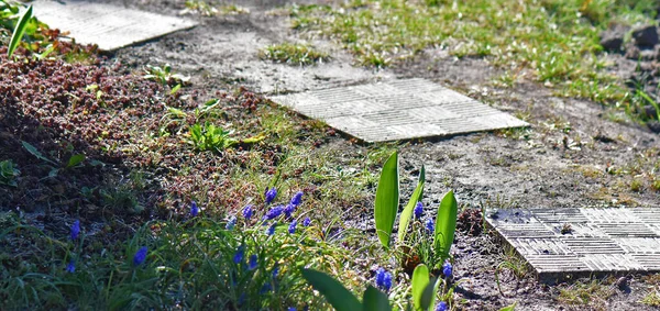 Vårblommor Trädgården — Stockfoto