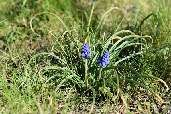 Wiosenne Kwiaty Ogrodzie — Zdjęcie stockowe