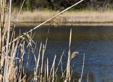 Göl ve ağaçlı manzara