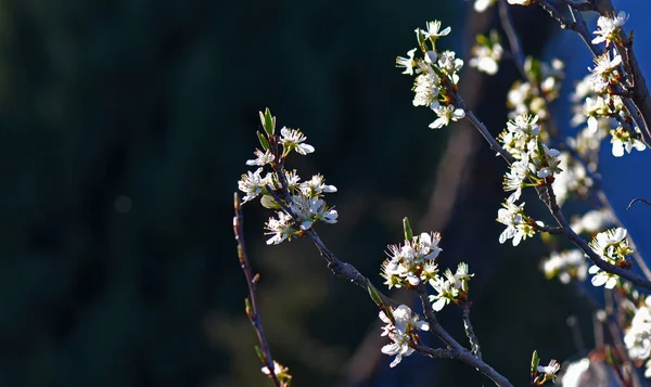 Frühling Wald Apfelsinenbaumblüte — Stockfoto