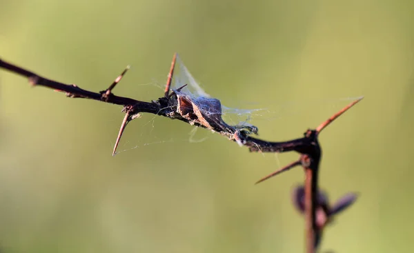 Cocon Araignée Sur Une Branche — Photo