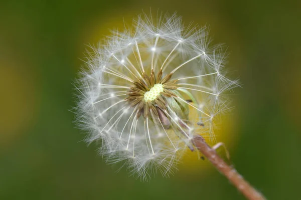 Maskros Grönt Gräs — Stockfoto