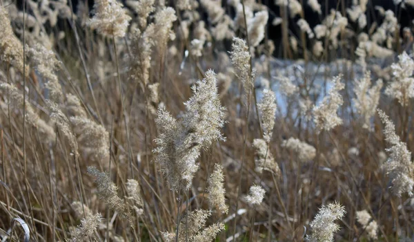 Torrt Gräs Vinden — Stockfoto