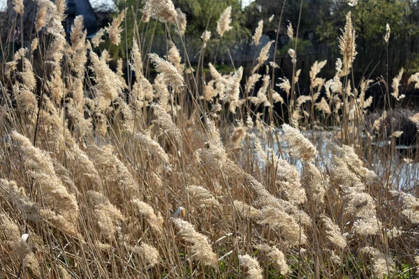 Torrt Gräs Vinden — Stockfoto