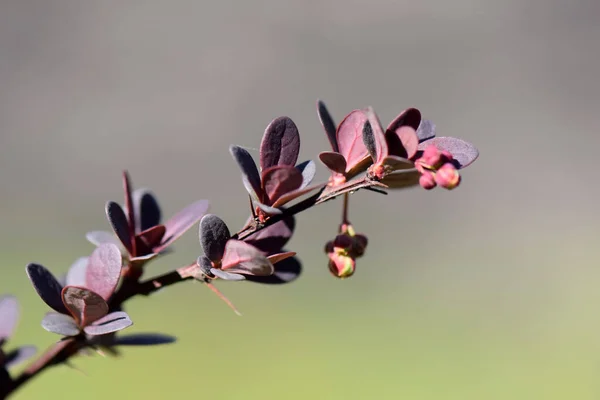 Biene Auf Rosa Blume — Stockfoto