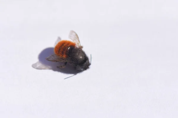 Wasp White Background — Stock Photo, Image