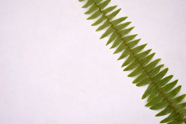 Fern leaves on white background