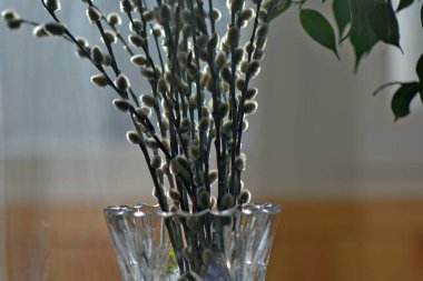pussy willow branches in vase