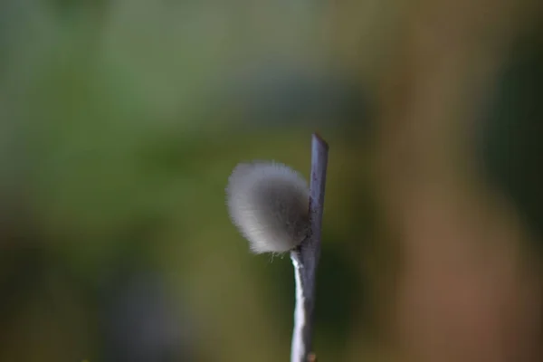 Pussy Willow Branches Vase — Stock Photo, Image