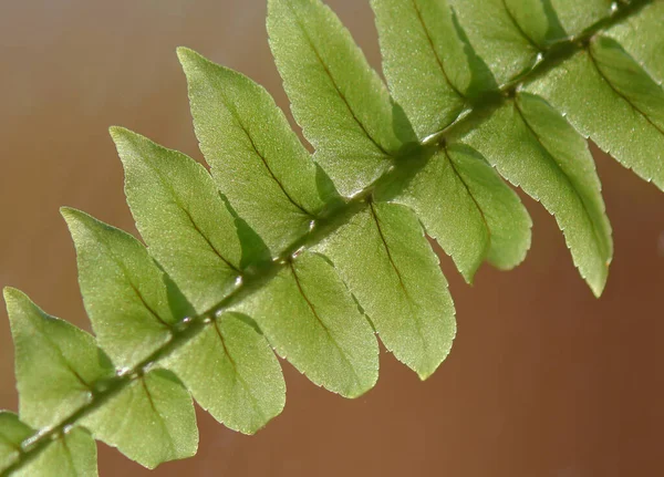 Primer Plano Una Hoja Helecho —  Fotos de Stock