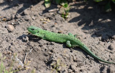 Bahçedeki yeşil kertenkele