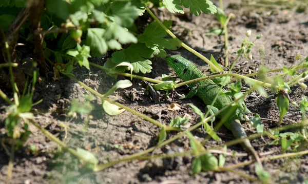Bahçedeki Yeşil Kertenkele — Stok fotoğraf