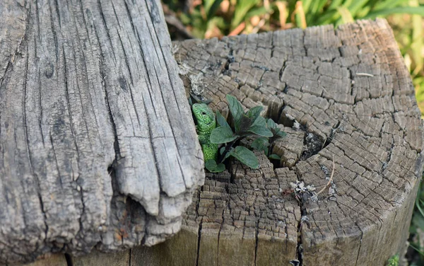 Groene Hagedis Tuin — Stockfoto