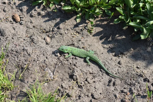 Groene Hagedis Tuin — Stockfoto