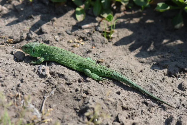 Groene Hagedis Tuin — Stockfoto