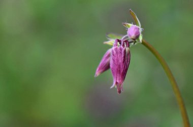 Bahçedeki pembe çiçek