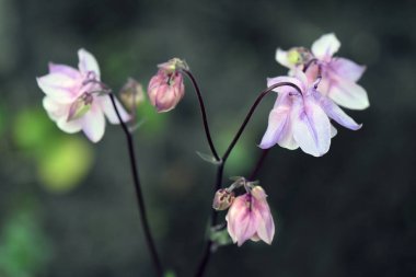 Bahçedeki pembe çiçek