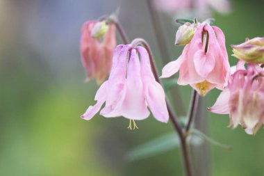 Bahçedeki pembe çiçek