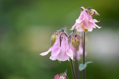 Bahçedeki pembe çiçek