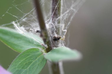 Örümcek Ağ Üzerinde