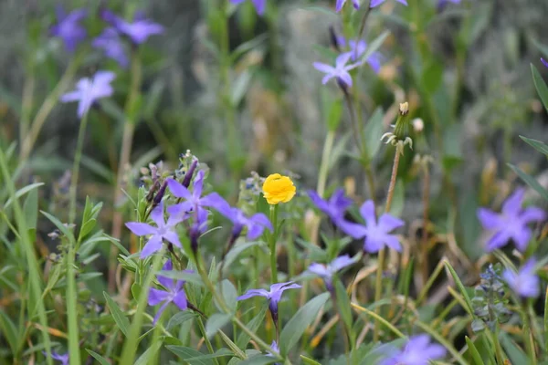 Blue Flowers Garden — Stock Photo, Image