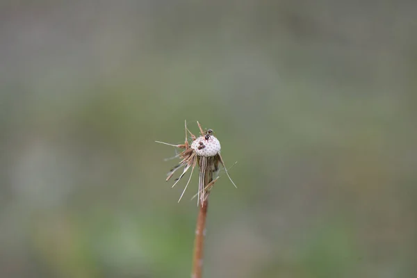 Ant Dandelion Head Seeds — Stock Photo, Image