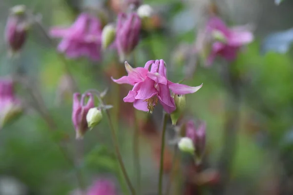 Rosa Blume Garten — Stockfoto