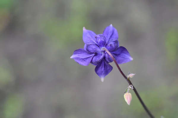 Blue Flowers Garden — Stock Photo, Image