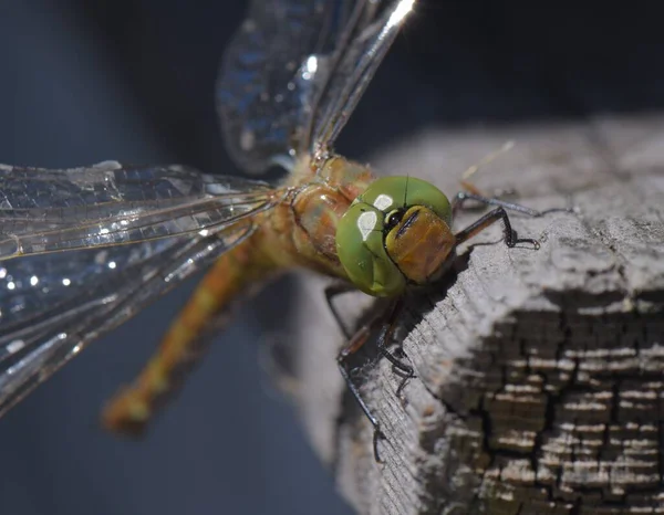 Macro Dragonfly — Stock Photo, Image