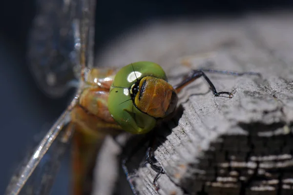 Macro Uma Libélula — Fotografia de Stock